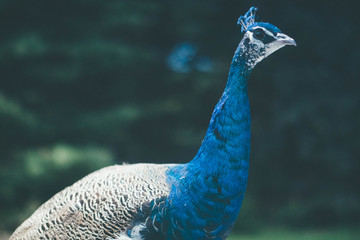 A Peacock upclose