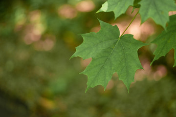 Shady Leaves in the Forest