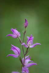 Red helleborine, Cephalanthera rubra, wild orchid, Andalusia, Spain.