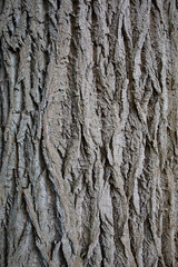 Obraz premium rough tree bark texture close up
