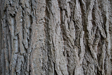 rough tree bark texture close up
