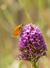 Essex skipper , butterfly feeding on a Pyramidal orchid, Anacamptis pyramidalis, Andalusia, Spain