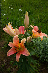 Pink lily with buds growing in garden
