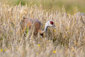 Obraz premium Lesser Sandhill Crane Standing in a Field in Alaska