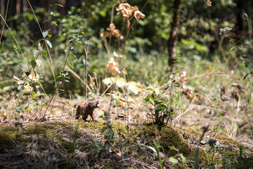 Brown bear walking in forest. Mini bear figure (or toy bear) at the park.