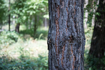Bark of Pine Tree close up. Beautiful pine forest at summer time.