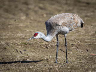 Lesser Sandhill Crane Standing in a Field in Alaska