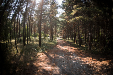 Forest landscape.Beautiful forest nature. Tall old pine trees. Summer sunny day.