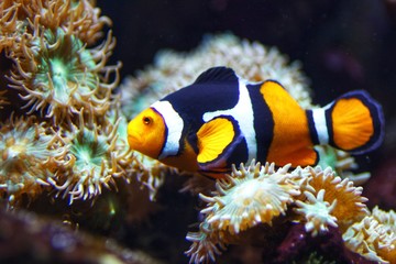 tropical fish in aquarium