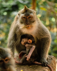 Mother of macaque protecting and cuddling her young baby.  Ubud Monkey Forest, Bali, Indonesia.