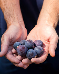 man holding a collection of freshly picked wild black mission figs, foraging for fruit, summer produce