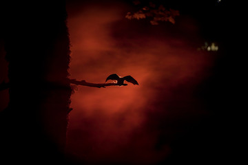 Horror Halloween concept. The bat is spreading its wings sitting on the tree at misty night.