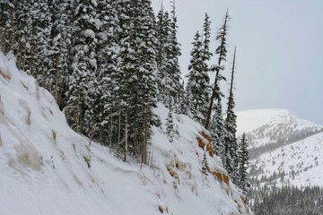 forest in winter