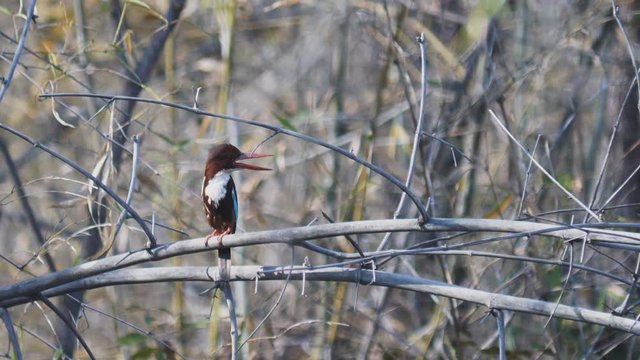 4K 60p clip of a white breasted kingfisher perching in tadoba andhari tiger reserve in india
