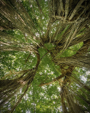 Perspective of vines coming down from the jungle roof. Monkey Forest, Ubud, Bali, Indonesia.
