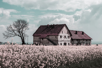 Rape field and abandoned house