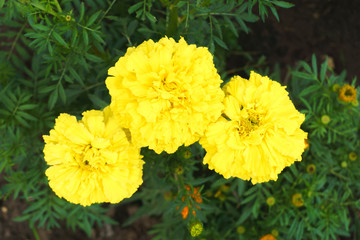 yellow flowers in the garden