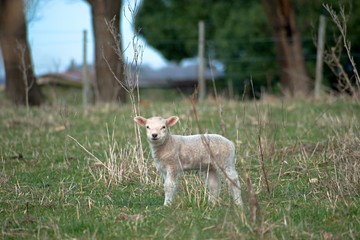 Lamb offspring standing alone in Argentina 