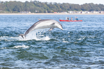 Breaching dolphin in the wild