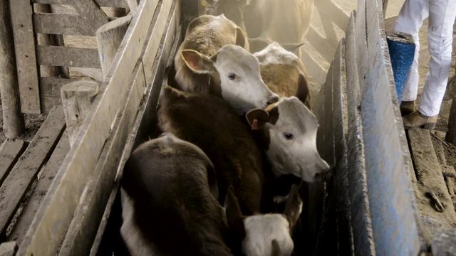 Capture of a group of young and cute braford calves in a separation fence. Static camera.