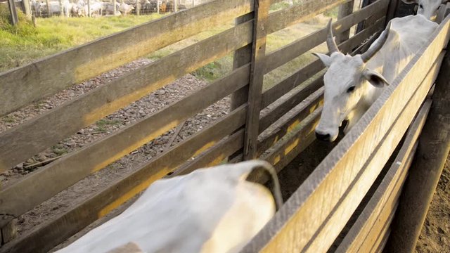 Group of cattle crossing a separation fence line for selling. Closeup of running cows through a fence hall.
