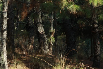 El Cipres Nanacamilpa Tlaxcala. 