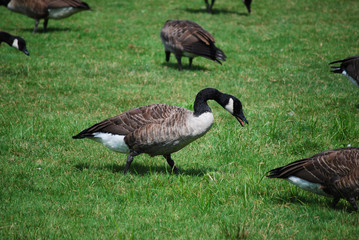Goose feeding on grass in park