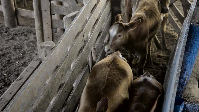 Capture of a group of cute little calves in a separation fence. Static camera.