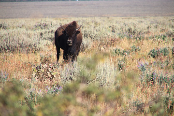 bison bull 3