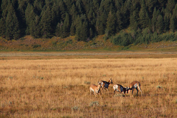 Pronghorns fighting
