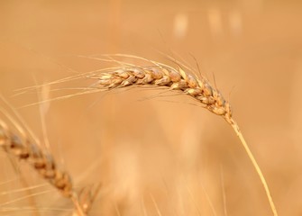 Fototapeta premium ears of wheat