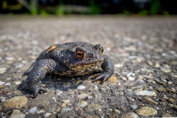a frog on the asphalt