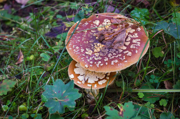 Close up of an Aminita regalis mushroom, also known as Royal fly agaric.