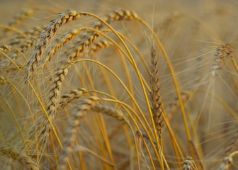 field of wheat