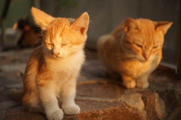 red kitten and cat relax on the stone floor outdoor, sunset light, ginger cats family.