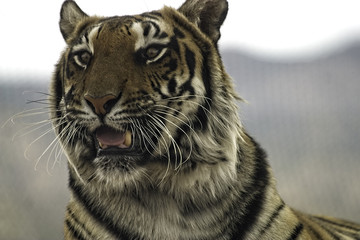 Bengal Tiger. Closeup head shot. Facing camera.
