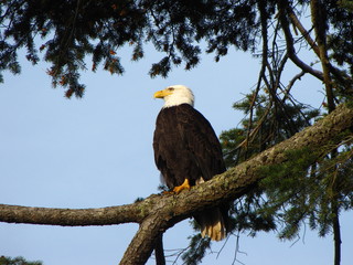 Majestic