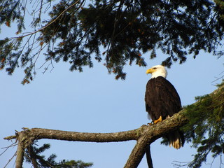 Bald Eagle