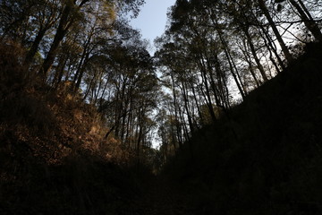 El Cipres Nanacamilpa Tlaxcala. 