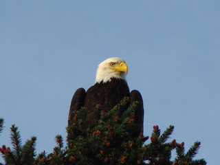 Majestic