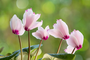 Obraz premium Pink and white cyclamen