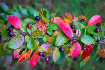 The ripened fruits of shadberry on a branch close up. Amelanchier.