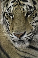 Bengal Tiger. Closeup of face and staring at camera.