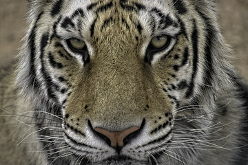 Naklejka premium Tygrys bengalski. Zbliżenie głowy i wpatrując się w kamerę (mnie).