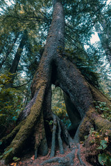 A large pine tree with space between its exposed roots