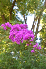 Obraz premium Purple flowers