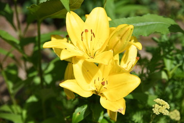 Fototapeta na wymiar Yellow flowers