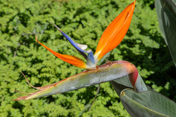 Bird of Paradise