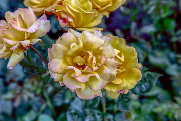 Yellow roses in Peninsula Park