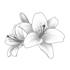 Isolated  hand-drawn lily flower. Vector element for design.